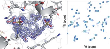 Protein camouflage in cytochrome <i>c</i>–calixarene complexes
