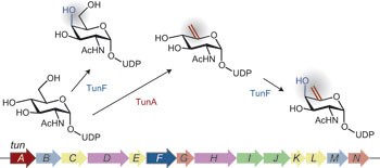 Biosynthesis of the tunicamycin antibiotics proceeds via unique exo-glycal intermediates