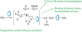 Spontaneous reduction and C–H borylation of arenes mediated by uranium(<span class="small-caps u-small-caps">III</span>) disproportionation