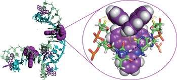 Crystal structures of Λ-[Ru(phen)<sub>2</sub>dppz]<sup>2+</sup> with oligonucleotides containing TA/TA and AT/AT steps show two intercalation modes