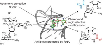 Selective transformations of complex molecules are enabled by aptameric protective groups