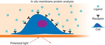 Label-free measuring and mapping of binding kinetics of membrane proteins in single living cells