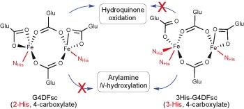 Alteration of the oxygen-dependent reactivity of <i>de novo</i> Due Ferri proteins