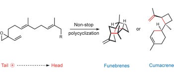 Synthesis of highly strained terpenes by non-stop tail-to-head polycyclization