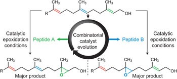 Combinatorial evolution of site- and enantioselective catalysts for polyene epoxidation