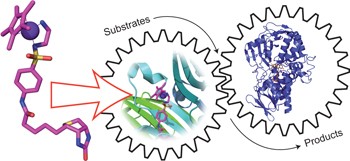 Synthetic cascades are enabled by combining biocatalysts with artificial metalloenzymes