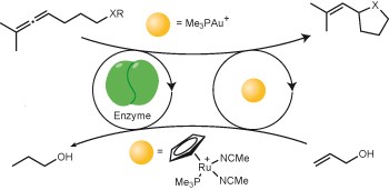 A supramolecular approach to combining enzymatic and transition metal catalysis