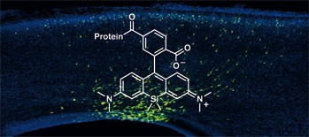 A near-infrared fluorophore for live-cell super-resolution microscopy of cellular proteins