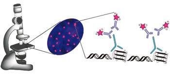 Quantitative visualization of DNA G-quadruplex structures in human cells