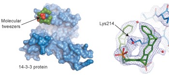 Molecular tweezers modulate 14-3-3 protein–protein interactions
