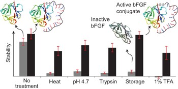 A heparin-mimicking polymer conjugate stabilizes basic fibroblast growth factor