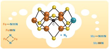 Recent developments in the homogeneous reduction of dinitrogen by molybdenum and iron