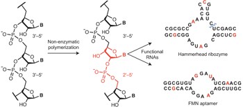 Functional RNAs exhibit tolerance for non-heritable 2′–5′ versus 3′–5′ backbone heterogeneity
