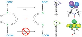 Switching radical stability by pH-induced orbital conversion