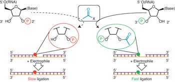 Prebiotically plausible oligoribonucleotide ligation facilitated by chemoselective acetylation