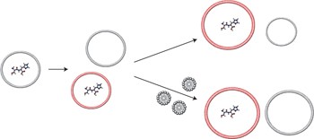 Competition between model protocells driven by an encapsulated catalyst