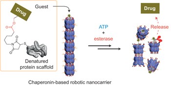 Biomolecular robotics for chemomechanically driven guest delivery fuelled by intracellular ATP