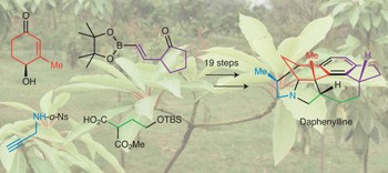 Total synthesis of the <i>Daphniphyllum</i> alkaloid daphenylline