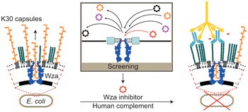 Single-molecule interrogation of a bacterial sugar transporter allows the discovery of an extracellular inhibitor