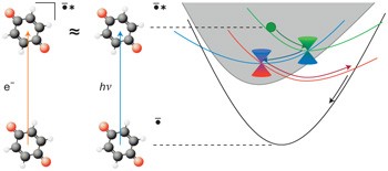 Ultrafast above-threshold dynamics of the radical anion of a prototypical quinone electron-acceptor