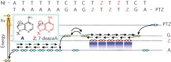 Sequence-independent and rapid long-range charge transfer through DNA