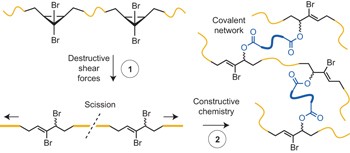 Mechanochemical strengthening of a synthetic polymer in response to typically destructive shear forces