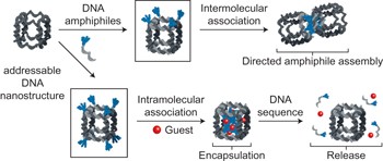 Site-specific positioning of dendritic alkyl chains on DNA cages enables their geometry-dependent self-assembly