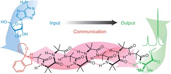 End-to-end conformational communication through a synthetic purinergic receptor by ligand-induced helicity switching