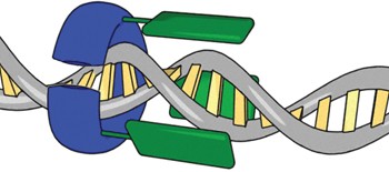 A clamp-like biohybrid catalyst for DNA oxidation