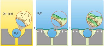 Layer-by-layer cell membrane assembly