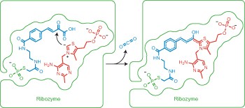 A thiamin-utilizing ribozyme decarboxylates a pyruvate-like substrate