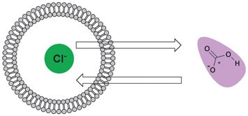 Using small molecules to facilitate exchange of bicarbonate and chloride anions across liposomal membranes