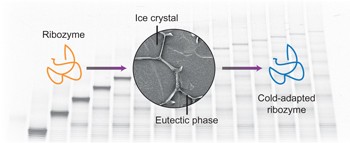 In-ice evolution of RNA polymerase ribozyme activity