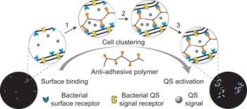 Bacteria clustering by polymers induces the expression of quorum-sensing-controlled phenotypes