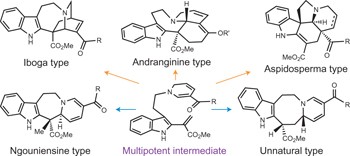 Biogenetically inspired synthesis and skeletal diversification of indole alkaloids