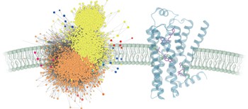 Cloud-based simulations on Google Exacycle reveal ligand modulation of GPCR activation pathways