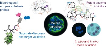 Validation of <i>N</i>-myristoyltransferase as an antimalarial drug target using an integrated chemical biology approach