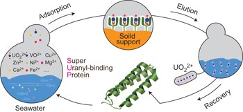A protein engineered to bind uranyl selectively and with femtomolar affinity