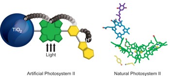 A bioinspired redox relay that mimics radical interactions of the Tyr–His pairs of photosystem II