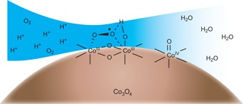Time-resolved observations of water oxidation intermediates on a cobalt oxide nanoparticle catalyst