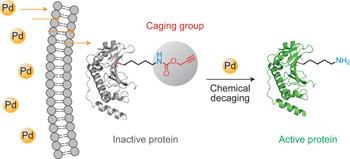 Palladium-triggered deprotection chemistry for protein activation in living cells