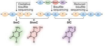 Quantitative sequencing of 5-formylcytosine in DNA at single-base resolution