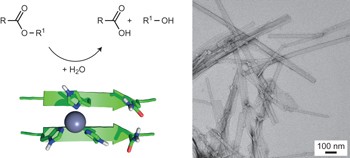 Short peptides self-assemble to produce catalytic amyloids
