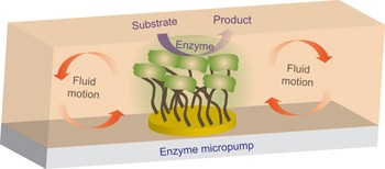 Self-powered enzyme micropumps