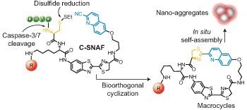 Bioorthogonal cyclization-mediated <i>in situ</i> self-assembly of small-molecule probes for imaging caspase activity <i>in vivo</i>