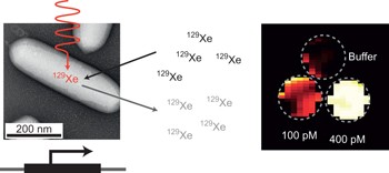 Genetically encoded reporters for hyperpolarized xenon magnetic resonance imaging