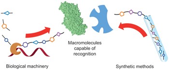 Mimicking nature with synthetic macromolecules capable of recognition