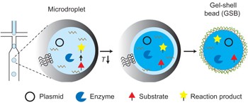 Evolution of enzyme catalysts caged in biomimetic gel-shell beads