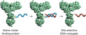 Template-directed covalent conjugation of DNA to native antibodies, transferrin and other metal-binding proteins