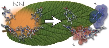 Vibronic coherence in oxygenic photosynthesis